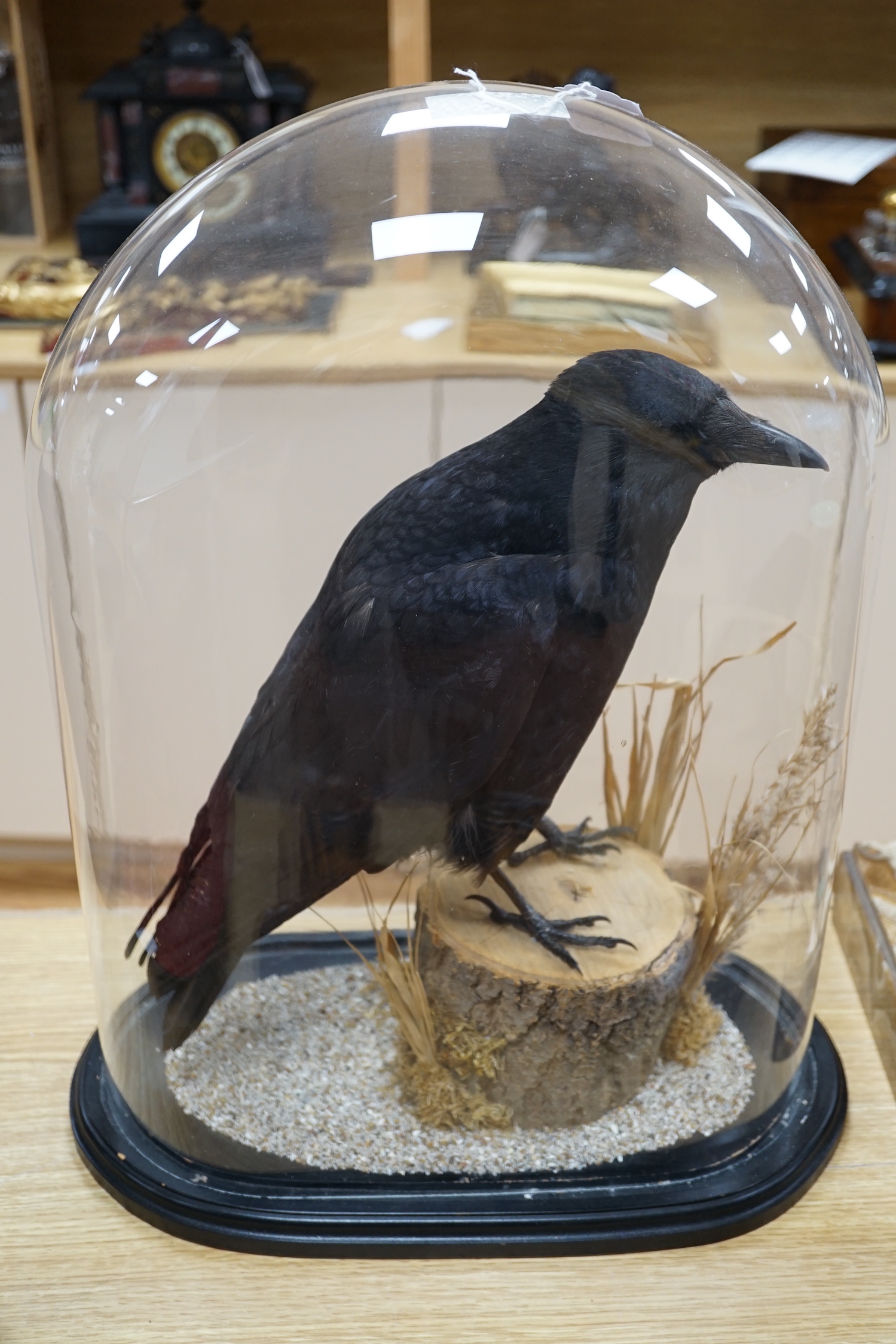 A taxidermy crow, beneath glass dome, 52cm high